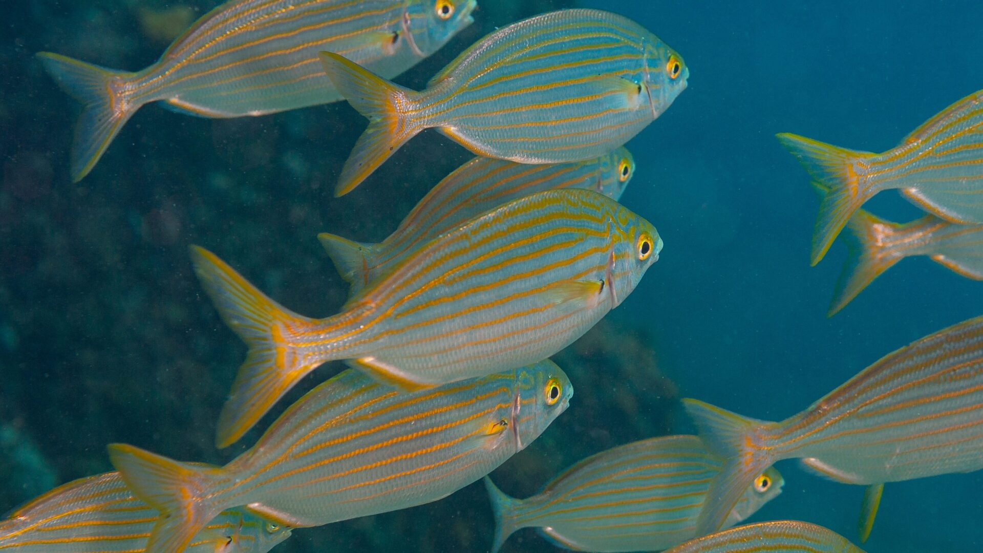 Sarpa salpa ist ein Fisch, der Halluzinationen hervorruft.