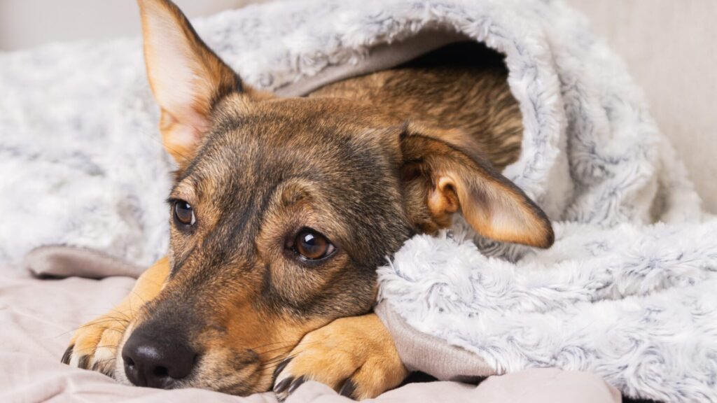 Der Hund kann an Reflux leiden. Häufige Symptome sind Erbrechen, Lethargie oder übermäßiger Speichelfluss.